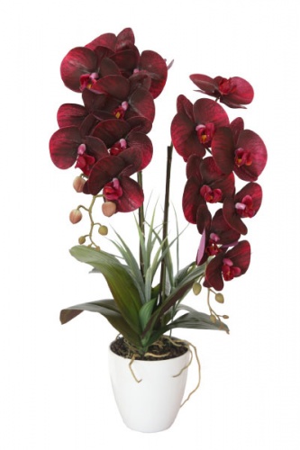 Орхидея бордовая